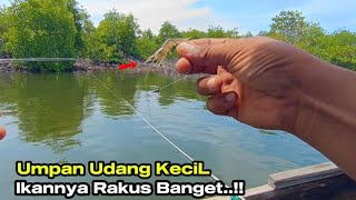SAMPAI KEHABISAN UMPAN..!! Mancing Di Muara Pakai Umpan Udang Kecil Ikannya Rakus Banget..!