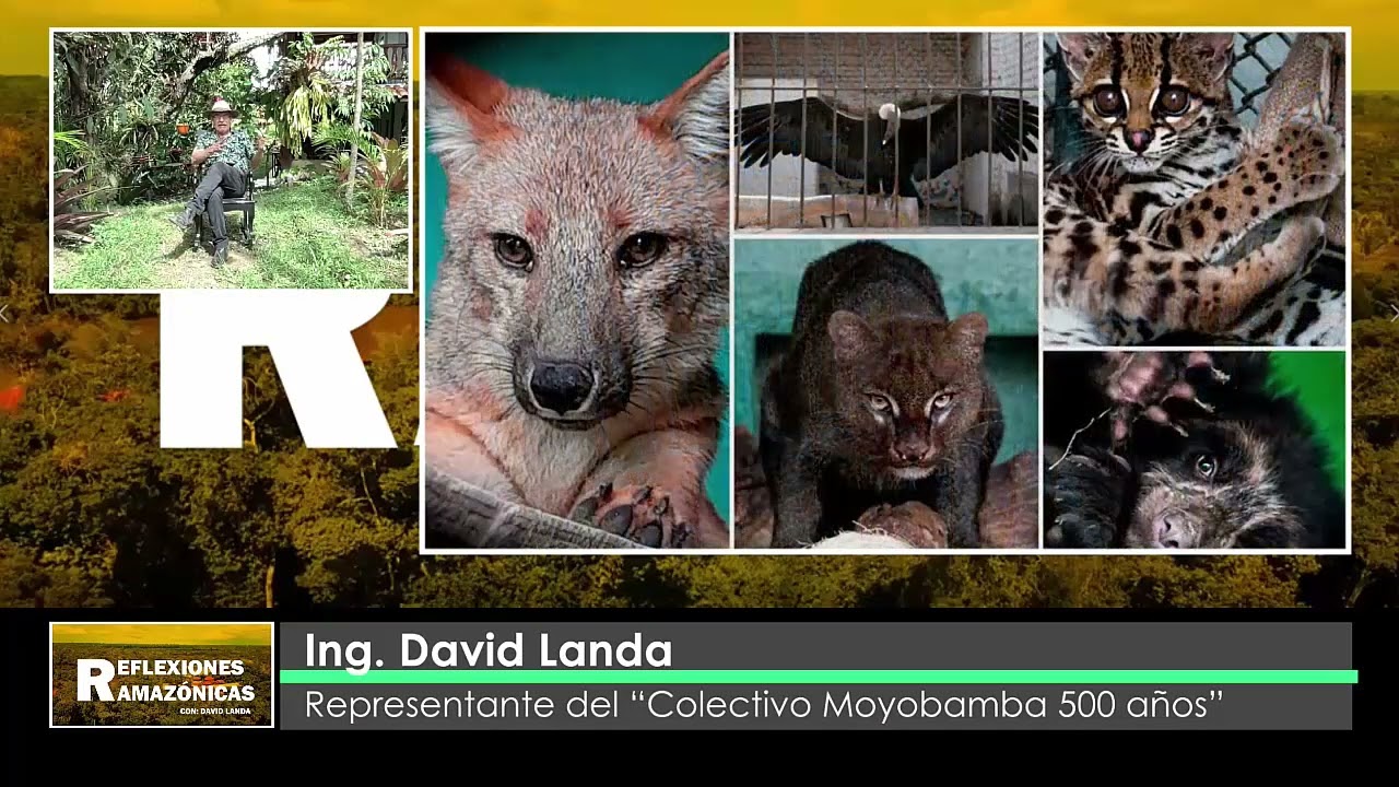 REFLEXIONES AMAZÓNICAS: TRÁFICO DE ESPECIES DE FAUNA SILVESTRE EN LA AMAZONIA