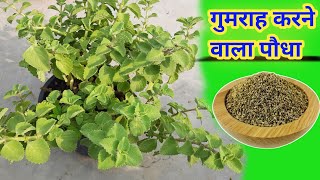 How to grow ajwain कटिंग से अजवाइन कैसे लगाएं / Oregano / ajwain benefits