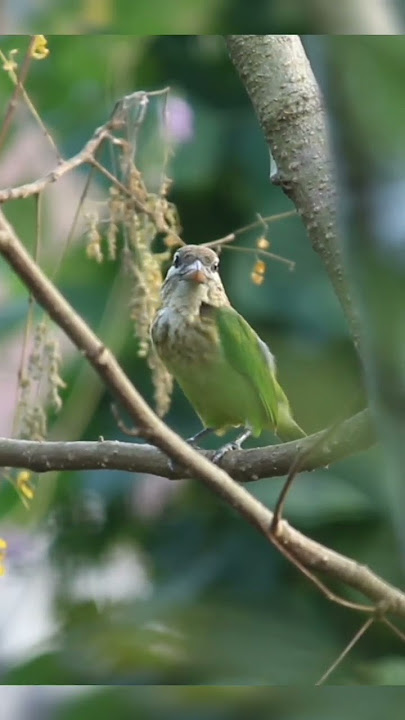 White-cheeked barbet #shorts #youtubeshorts #trending