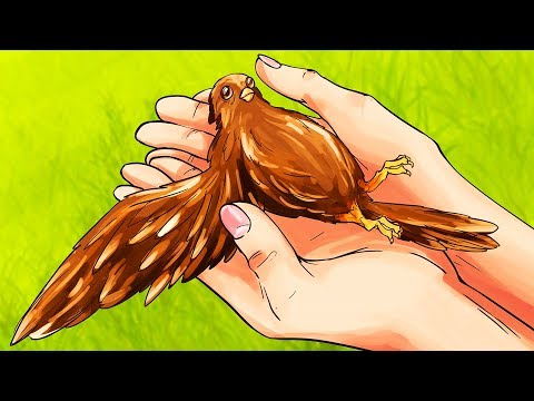 Video: Làm Thế Nào để Giúp Một Con Chim Bị Thương