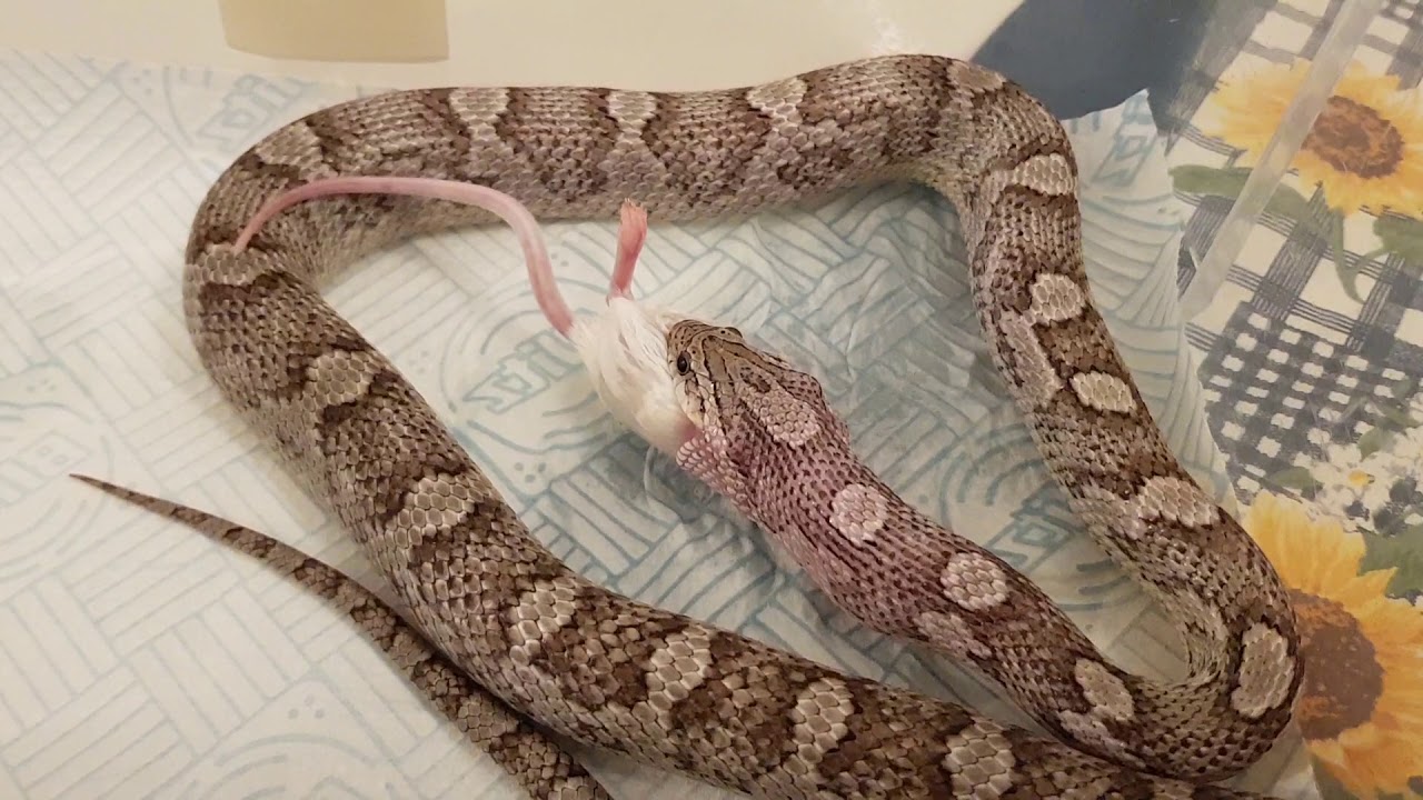 camera iphone 8 plus apk Feeding 23g mouse to my 19 month old corn snake Anery