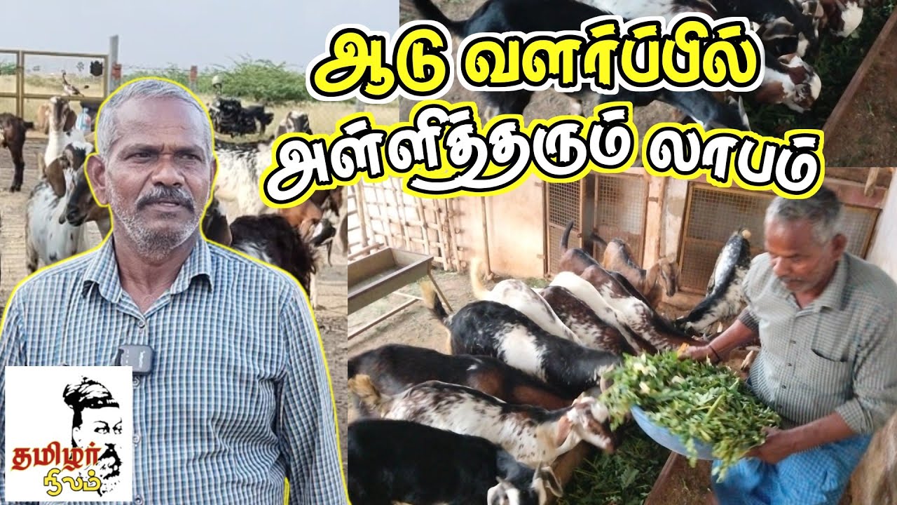 அற்புதமான லாபம் தரும் கிடா குட்டிகள் வளர்ப்பு / 50 குட்டிகள் போதும்