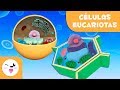 Las célula eucariotas y sus partes para niños - Célula animal y vegetal