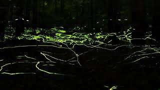 Fireflies Dance in the Great Smoky Mountains