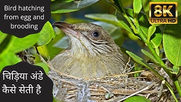 Bird hatching from egg and brooding in 4K UHD HDR | Chidiya apne ande kaise deti