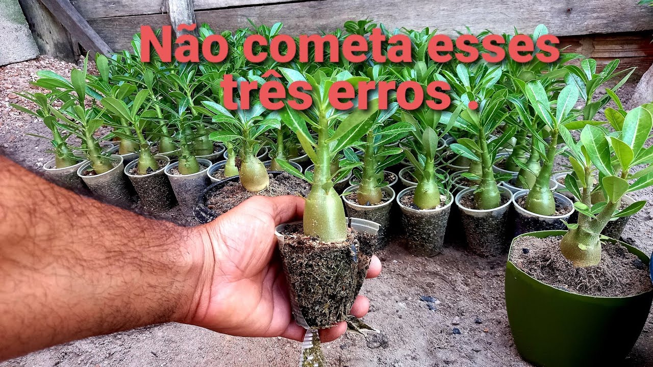 Três erros que você não deve cometer ao fazer o transplante da rosa do deserto.