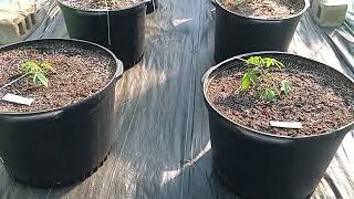Outdoor grow: Training plants to grow bushy: update #2