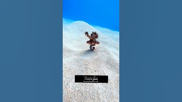 سورة شورى قرآن راحه نفسيه 🍃