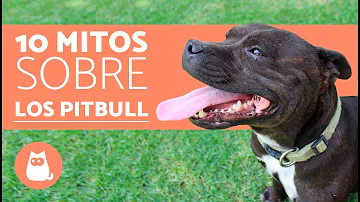 ¿Cómo se llama el miedo a los pitbulls?