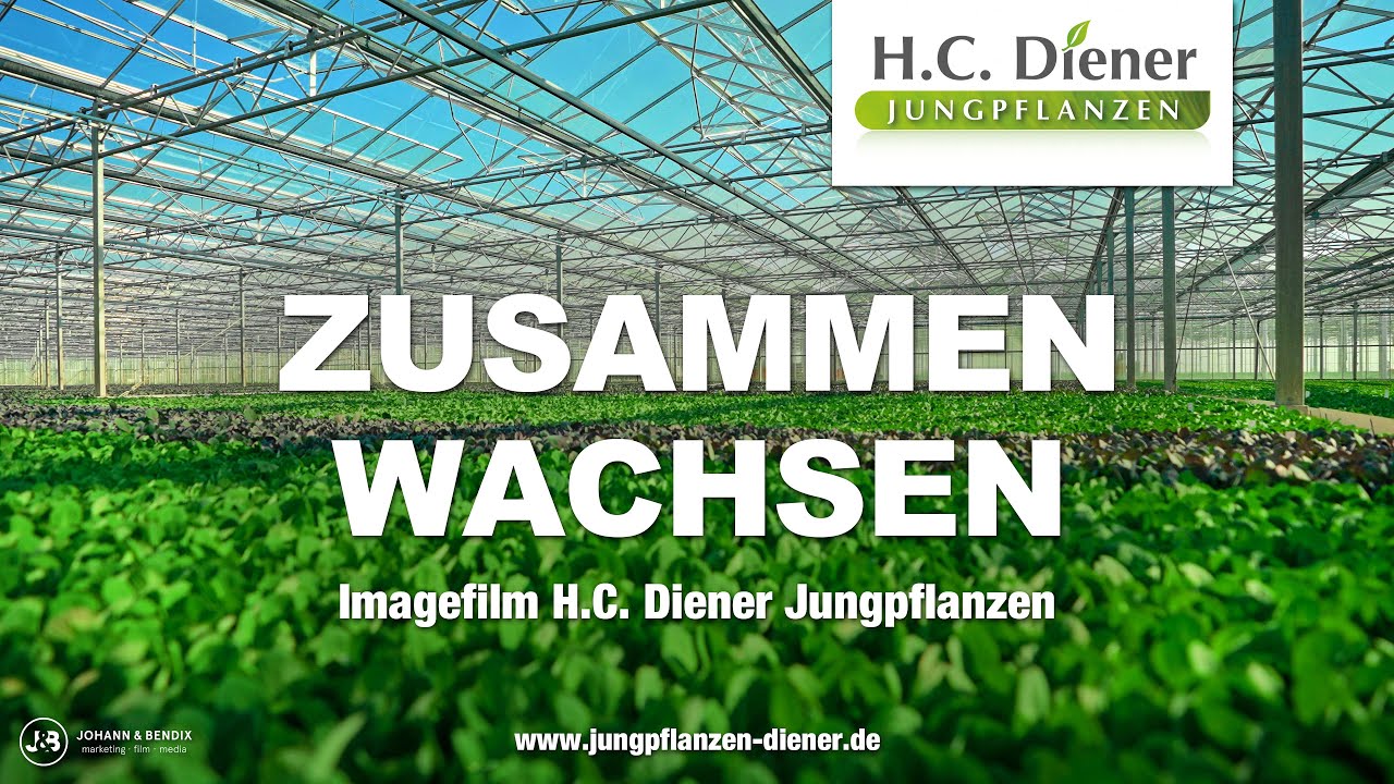 Jungpflanzen Pikieren 🌱 Was, wie und wo wird pikiert? 🌱 Jungpflanzenanzucht im März