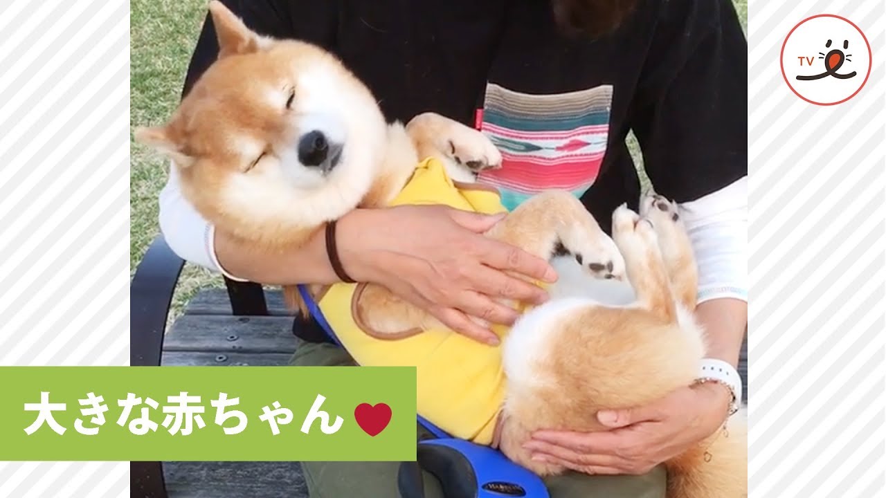 柴犬さん 大好きなママの抱っこに思わず Peco Tv Youtube