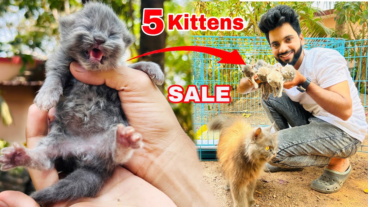 Persian Cat Persian Cats For Sale Triple Coat persian kitten persian cat price in india