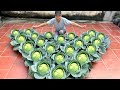 Planting Love Cabbages: Secret Weapon To Soothe Your Wife&#39;s Heart When She&#39;s Angry ❤️