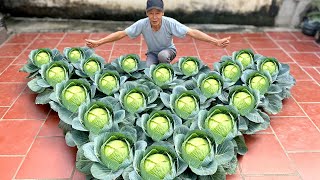 Planting Love Cabbages: Secret Weapon To Soothe Your Wife's Heart When She's Angry ❤