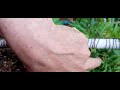 Outdoor organisch beweglich am Abend Die Zwei GÖTTLICHEN hypnotic Express Superseed Ed Rosenthal reg
