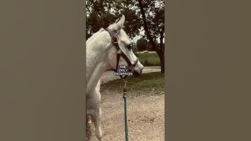 The.ONLY.Exception. #horse #equestrianjourney #horseenthusiast #equestrian #horsefan #horsegirl