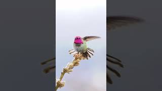 Download Mp3 beautiful humming bird#nature #beautiful #bird #shorts Gudang lagu Download Mp3 beautiful humming bird#nature #beautiful #bird #shorts