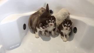 Intimidated Husky Puppies for First Bath!