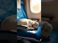 Goat Flys On A Plane Ai Plane Sad Goat Viral Goat Flys On A Plane Ai Plane Sad Goat Viral