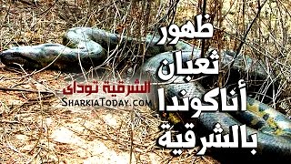 شاهد ظهور ثعبان أناكوندا يثير الذعر بالشرقية