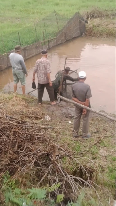There are 4 predators #shorts #fishing #funny #estuarine crocodile