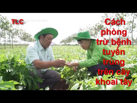 Video Cách phòng trừ bệnh tuyến trùng trên cây khoai tây - youtube