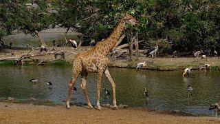 Safari World Bangkok 2024