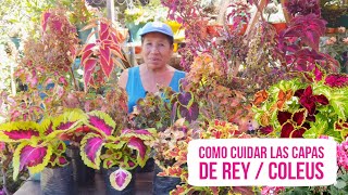 COMO Cuidar Coleus Cretona  / COMO CUIDAR MIS PLANTAS CAPAS DE REY / Mi coleccion de COLEUS coleos