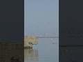 Real Seagull Sounds in Otaru, Hokkaido 🌊🕊️ #Shorts