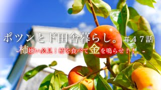 【ポツンと農業残り６日】ど田舎、柿農家の現実はこれ。｜柿を知れば変わる世界。｜○○柿の紹介｜奈良産