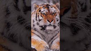 Tiger King's Attitude |#youtubeshorts #viral #foryou