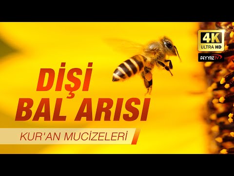 Dişi Bal Arısı [Kuran Mucizeleri] 4K