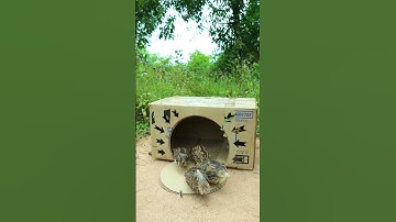 Technique Unique Trap # Creative DIY Quail Bird Trap #shorts