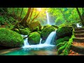 Meditation Waterfall Sounds 24/7, Relaxing Zen Music, Stress Relief Music, Sleep Music, Waterfall