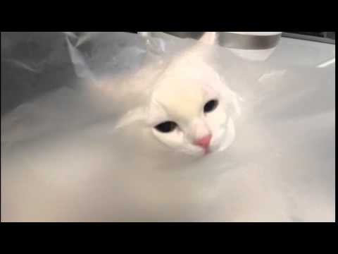 squirtle-games Munchkin Kitten Wanna Chicken in Bag - Cat 10 Months Old