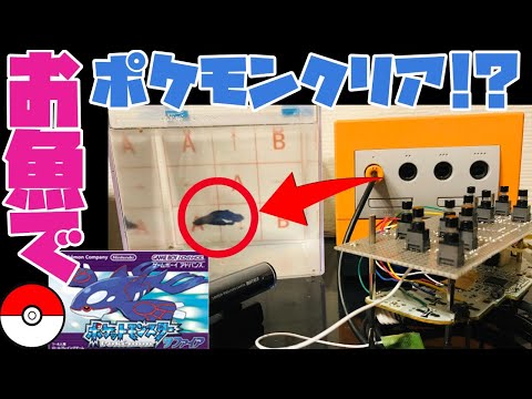 むてきまるちゃんねる Mutekimaru Channel