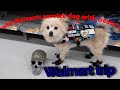 Walmart trip/kid tries to distract my service dog with treats?!