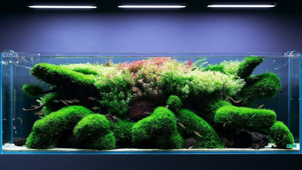 EPIC AQUASCAPE IN 650 LITERS - 8 MONTHS UPDATE - 4K ...