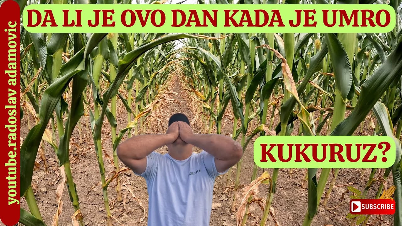 DA LI JE OVO DAN KADA JE UMRO KUKURUZ? ; IS THIS THE DAY THE CORN DIED?