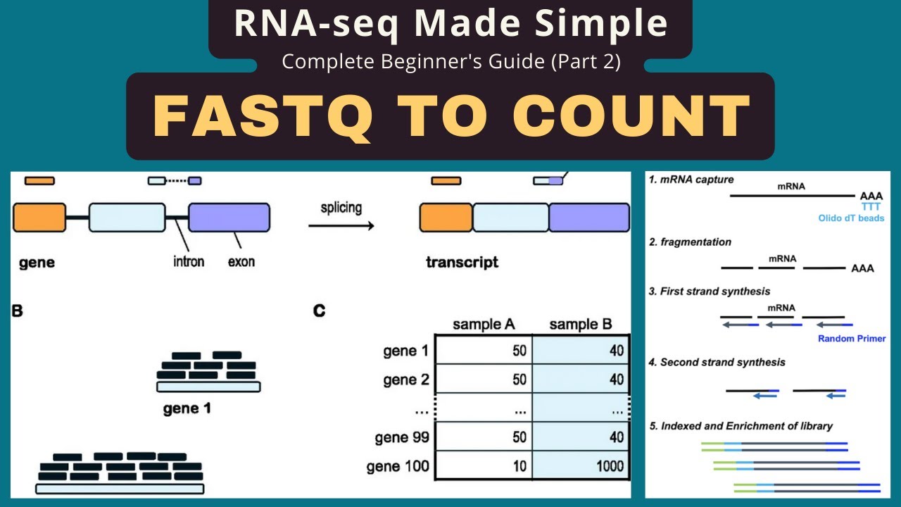 How to analyze RNA-seq Data for Absolute Beginners Part 2: From Fastq ...