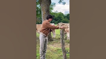 Most Beautiful thing😍🥰l #shorts#tiktoks#NiPi#NickyandPierre