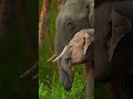 Elephant Love: Mother and Calf Bonding Moment in the Wild 🐘❤️