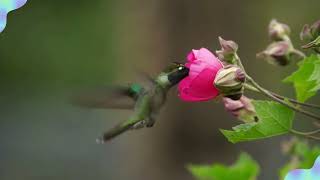 Hummingbirds are among the smallest and most agile of birds.