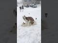 Husky Snow Day Madness 4 Huskies Vs A Foot Of Snow Husky Snow Day Madness 4 Huskies Vs A Foot Of Snow