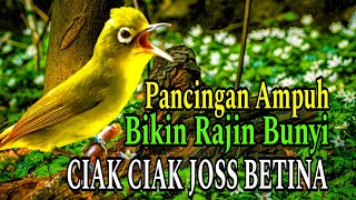Download lagu CIAK CIAK JOSS BETINA PANCINGAN KECIAL KUNING AMPUH BIKIN KECIAL KUNING JANTAN RAJIN BUNYI