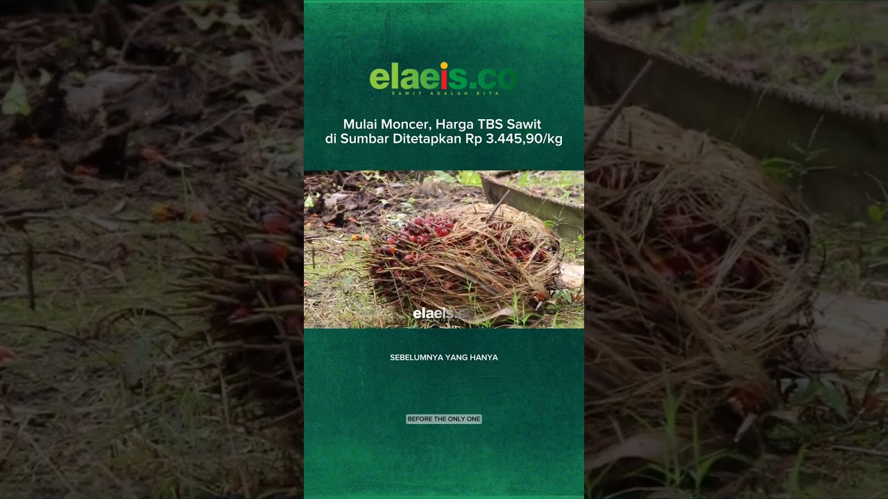 Mulai Moncer, Harga TBS Sawit di Sumbar Ditetapkan Rp 3.445,90/kg