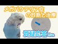 メガバクテリア症の診断と治療【質疑応答ライブ】