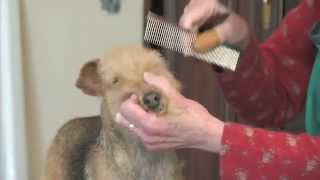 Grooming The Lakeland Terrier  Part 1