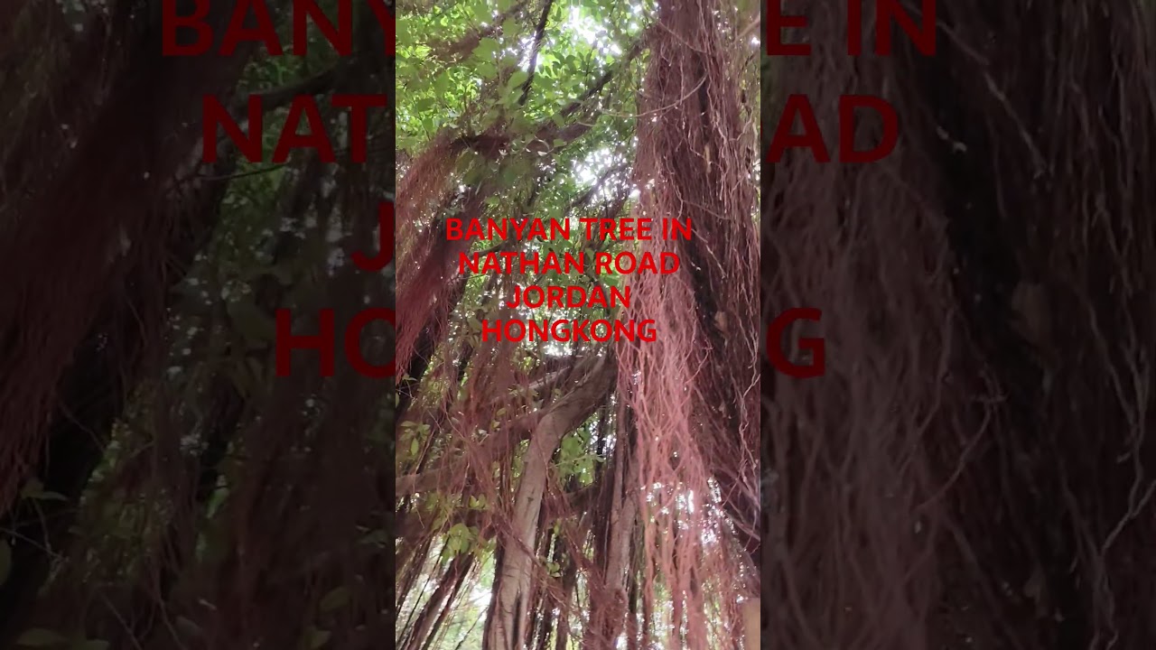 #banyan_tree